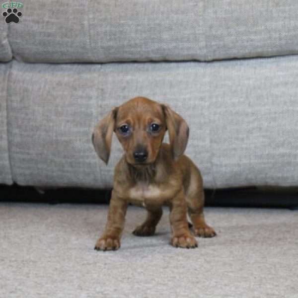 Minnie, Dachshund Puppy